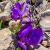 Fleurs de montagne